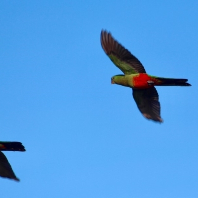 Alisterus scapularis (Australian King-Parrot) at Eden, NSW - 16 Apr 2018 by RossMannell