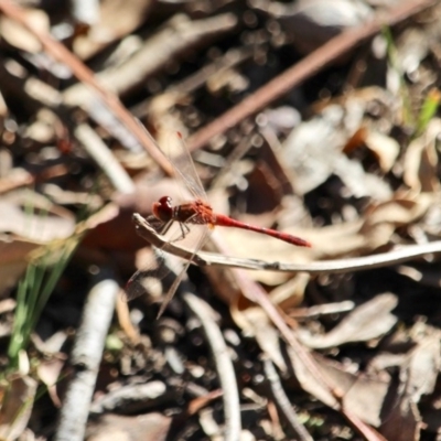 Diplacodes bipunctata (Wandering Percher) at Eden, NSW - 16 Apr 2018 by RossMannell