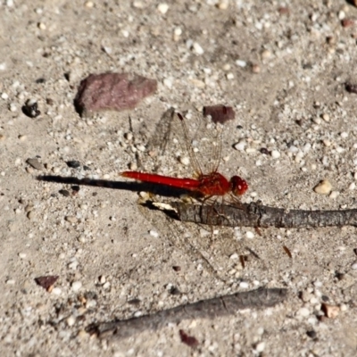 Diplacodes haematodes (Scarlet Percher) at Eden, NSW - 16 Apr 2018 by RossMannell