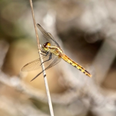 Diplacodes melanopsis (Black-faced Percher) at Eden, NSW - 16 Apr 2018 by RossMannell