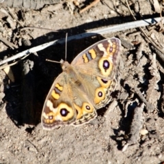 Junonia villida (Meadow Argus) at Eden, NSW - 16 Apr 2018 by RossMannell