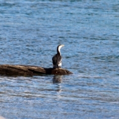 Microcarbo melanoleucos (Little Pied Cormorant) at Eden, NSW - 16 Apr 2018 by RossMannell