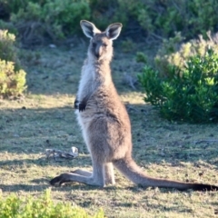 Macropus giganteus (Eastern Grey Kangaroo) at Eden, NSW - 16 Apr 2018 by RossMannell