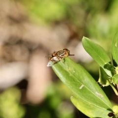 Eristalinus sp. (genus) (A Hover Fly) at Eden, NSW - 15 Apr 2018 by RossMannell