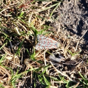 Utetheisa pulchelloides at Eden, NSW - 16 Apr 2018 09:09 AM