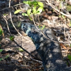 Varanus varius (Lace Monitor) at Eden, NSW - 16 Apr 2018 by RossMannell