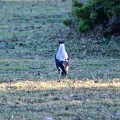 Gymnorhina tibicen (Australian Magpie) at Eden, NSW - 16 Apr 2018 by RossMannell