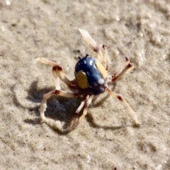 Mictyris longicarpus (Soldier Crab) at Eden, NSW - 16 Apr 2018 by RossMannell