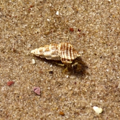 Unidentified Hermit Crab at Eden, NSW - 16 Apr 2018 by RossMannell