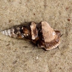 Pyrazus ebeninus (Mud Whelk) at Eden, NSW - 16 Apr 2018 by RossMannell