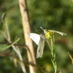 Pieris rapae (Cabbage White) at Stony Creek - 6 Apr 2018 by Christine