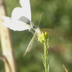 Pieris rapae at Stromlo, ACT - 6 Apr 2018 05:26 PM