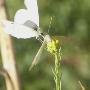 Pieris rapae at Stromlo, ACT - 6 Apr 2018 05:26 PM