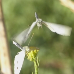 Pieris rapae at Stromlo, ACT - 6 Apr 2018 05:26 PM