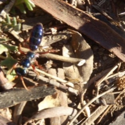 Diamma bicolor (Blue ant, Bluebottle ant) at Stony Creek - 6 Apr 2018 by Christine