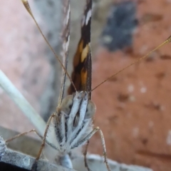 Vanessa kershawi (Australian Painted Lady) at Flynn, ACT - 9 Apr 2018 by Christine