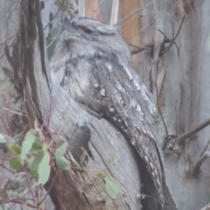 Podargus strigoides at Majura, ACT - 9 Apr 2018