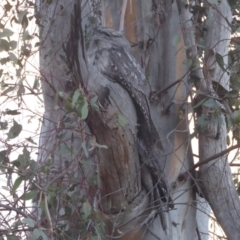 Podargus strigoides at Majura, ACT - 9 Apr 2018