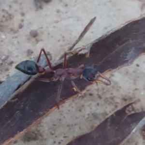 Myrmecia nigriceps at Mount Ainslie - 9 Apr 2018