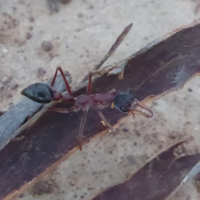 Myrmecia nigriceps (Black-headed bull ant) at Majura, ACT - 9 Apr 2018 by Christine