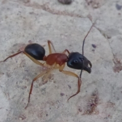 Camponotus nigriceps (Black-headed sugar ant) at Majura, ACT - 9 Apr 2018 by Christine