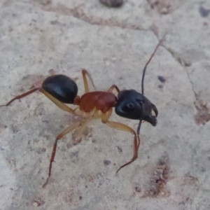 Camponotus nigriceps at Majura, ACT - 9 Apr 2018 07:02 PM