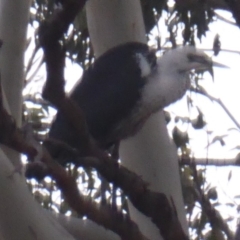 Ardea pacifica (White-necked Heron) at Majura, ACT - 9 Apr 2018 by Christine