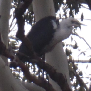 Ardea pacifica at Majura, ACT - 9 Apr 2018