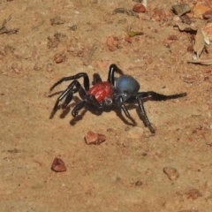 Missulena occatoria (Red-headed Mouse Spider) at Bruce, ACT - 18 Apr 2018 by JohnBundock