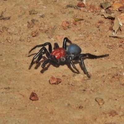 Missulena occatoria (Red-headed Mouse Spider) at Bruce, ACT - 18 Apr 2018 by JohnBundock