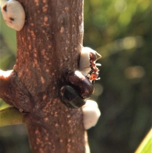 Cychramptodes murrayi at Cook, ACT - 18 Apr 2018 04:37 PM