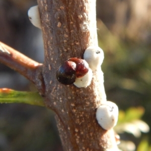 Cychramptodes murrayi at Cook, ACT - 18 Apr 2018