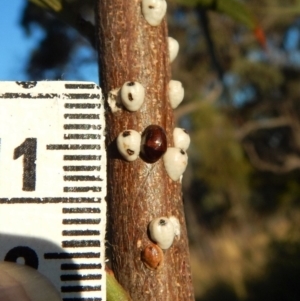 Cychramptodes murrayi at Cook, ACT - 18 Apr 2018 04:37 PM