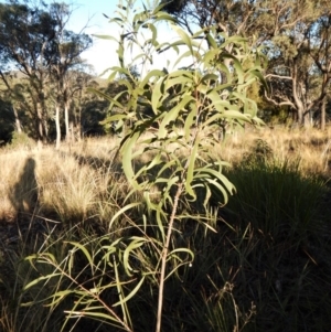 Cychramptodes murrayi at Cook, ACT - 18 Apr 2018