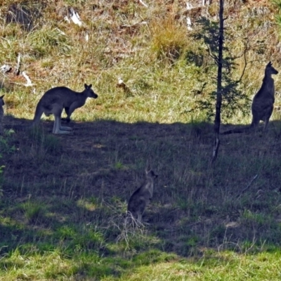 Macropus giganteus (Eastern Grey Kangaroo) at Molonglo Valley, ACT - 18 Apr 2018 by RodDeb