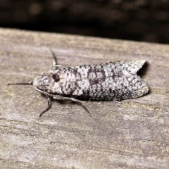 Lepidoscia adelopis, annosella and similar species (A Case moth) at O'Connor, ACT - 18 Mar 2018 by ibaird