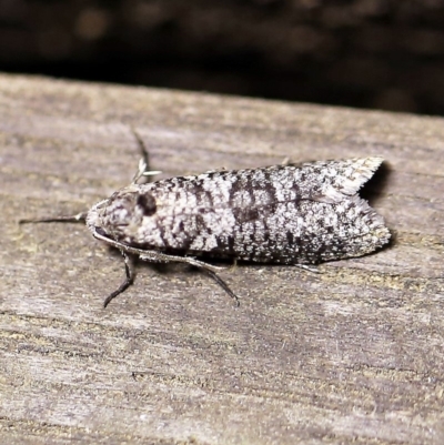 Lepidoscia adelopis, annosella and similar species (A Case moth) at O'Connor, ACT - 18 Mar 2018 by ibaird