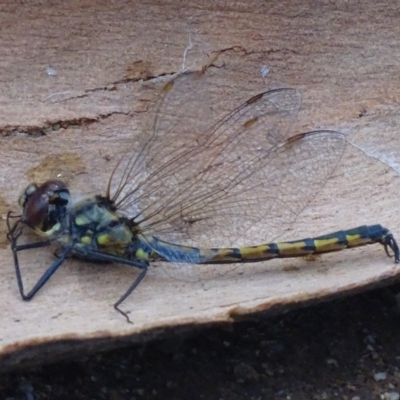 Hemicordulia tau (Tau Emerald) at Red Hill, ACT - 15 Apr 2018 by roymcd