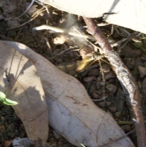 Tipulidae sp. (family) at Majura, ACT - 18 Apr 2018 05:34 PM