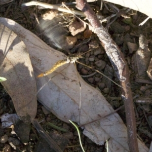 Tipulidae sp. (family) at Majura, ACT - 18 Apr 2018