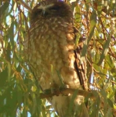 Ninox boobook (Southern Boobook) at Aranda, ACT - 13 Jan 2008 by KMcCue