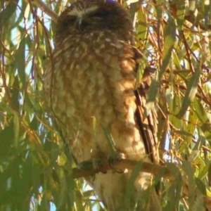 Ninox boobook at Aranda, ACT - 13 Jan 2008