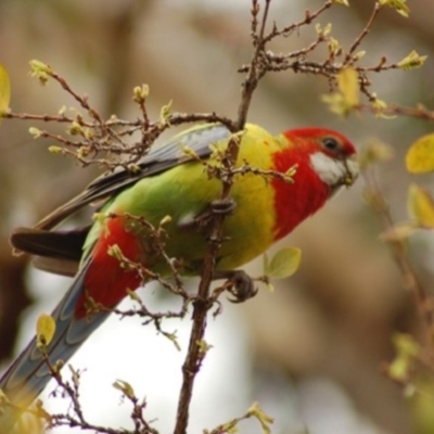 Platycercus eximius (Eastern Rosella) at Aranda, ACT - 31 Jul 2006 by KMcCue