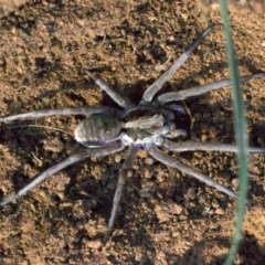 Lycosidae (family) (Unidentified wolf spider) at Ainslie, ACT - 18 Apr 2018 by jbromilow50