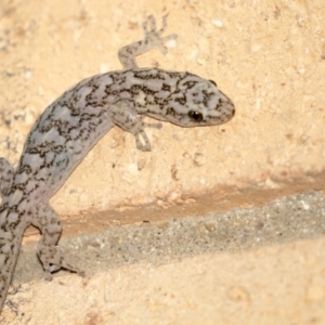 Christinus marmoratus at Higgins, ACT - 18 Apr 2018