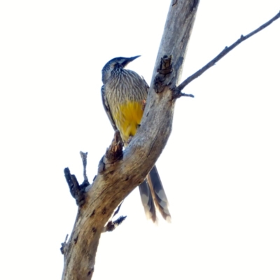 Anthochaera carunculata (Red Wattlebird) at Deakin, ACT - 17 Apr 2018 by JackyF