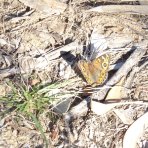 Junonia villida at Deakin, ACT - 18 Apr 2018