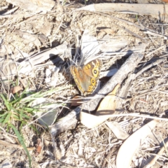 Junonia villida at Deakin, ACT - 18 Apr 2018