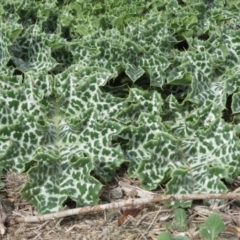 Silybum marianum at Googong Foreshore - 16 Apr 2018