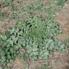 Silybum marianum at Googong Foreshore - 16 Apr 2018